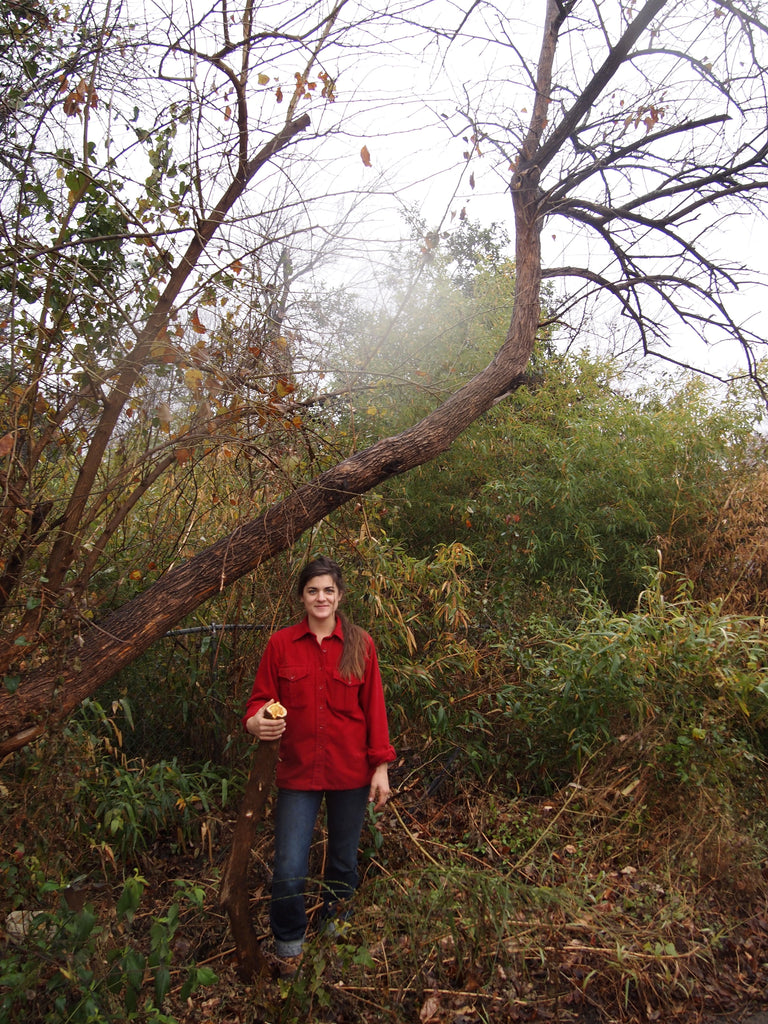 Natural Dyes - Harvesting Osage Orange