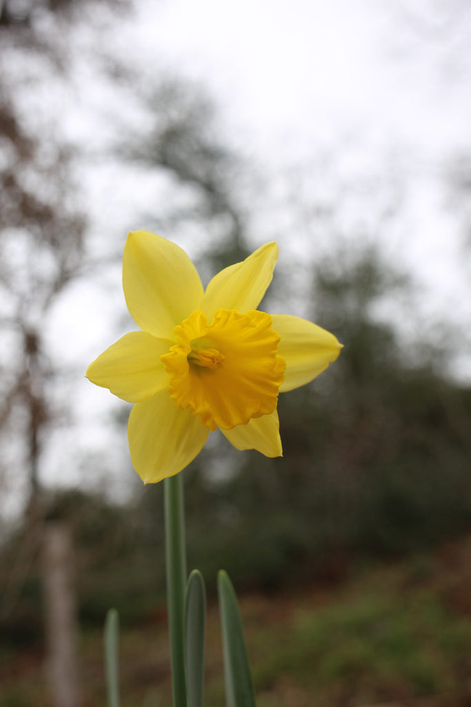 The First Daffodil Bloom