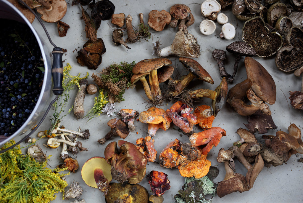 Natural Dyes - Wild Mushrooms
